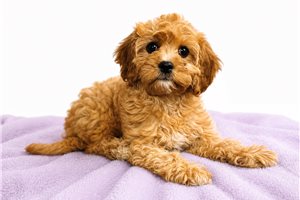 Ranita - Cavapoo for sale
