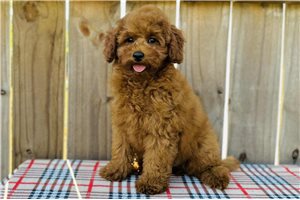 Vance - Cavapoo for sale