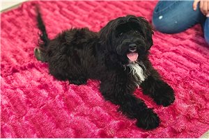 Irene - Cavapoo for sale