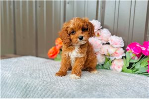 Myla - puppy for sale