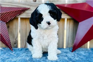 Coral - Cavapoo for sale