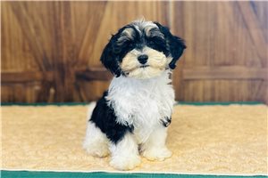 Iker - Cavapoo for sale