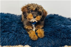 Manny - Cavapoo for sale