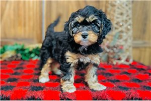 Cadette - Cavapoo for sale