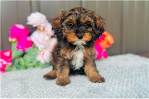 Manny - Cavapoo for sale