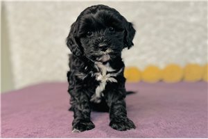 Irene - Cavapoo for sale