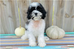 Bannon - Cavapoo for sale