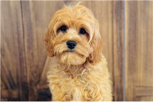 Bodie - Cavapoo for sale