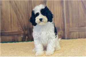 Isabella - Cavapoo for sale