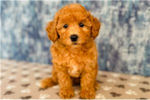 Miller - Poodle, Toy for sale