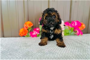 Davis - Poodle, Toy for sale