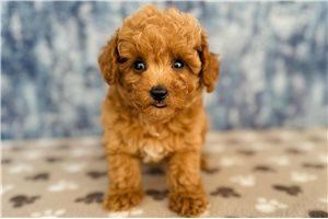 Miles - Poodle, Toy for sale