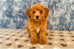 Milo - Poodle, Toy for sale