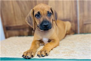 Lilly - Rhodesian Ridgeback for sale