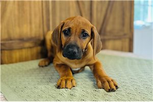 Liza - Rhodesian Ridgeback for sale