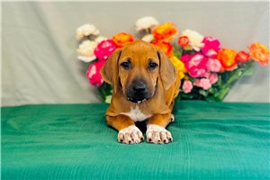 Eliana - Rhodesian Ridgeback for sale