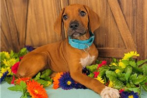 Theodora - Rhodesian Ridgeback for sale
