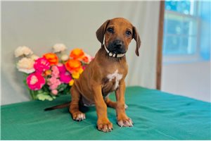 Gabriella - Rhodesian Ridgeback for sale