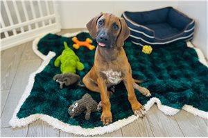 Texas - Rhodesian Ridgeback for sale