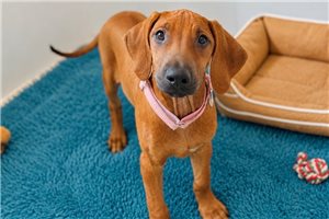 Georgia - Rhodesian Ridgeback for sale