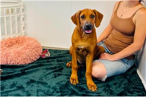 Morty - Rhodesian Ridgeback for sale