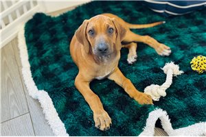 Dallas - Rhodesian Ridgeback for sale