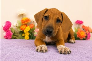 Eliana - Rhodesian Ridgeback for sale