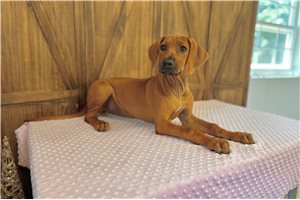 Naomi - Rhodesian Ridgeback for sale