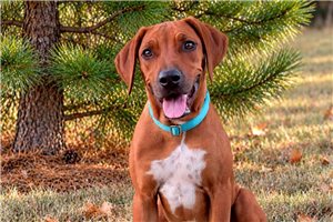 Theodora, a Rhodesian Ridgeback puppy