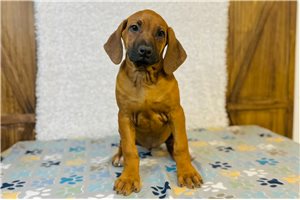 Vanessa - Rhodesian Ridgeback for sale