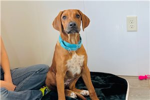 Theodora - Rhodesian Ridgeback for sale