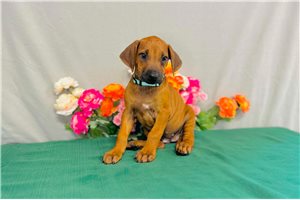 Georgia - Rhodesian Ridgeback for sale