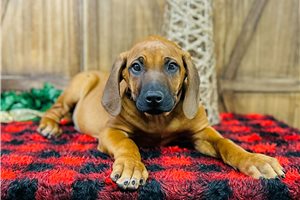 Vernon - Rhodesian Ridgeback for sale