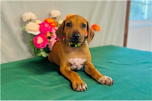 Brielle - Rhodesian Ridgeback for sale