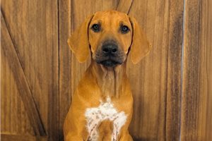 Eliana - Rhodesian Ridgeback for sale