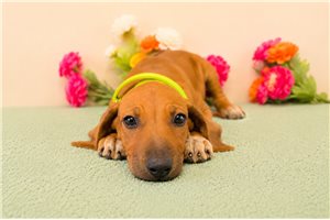 Brielle - Rhodesian Ridgeback for sale