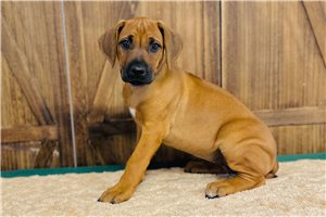 Liza - Rhodesian Ridgeback for sale