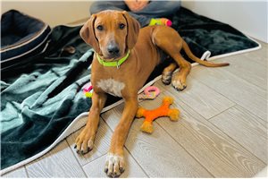 Brielle - Rhodesian Ridgeback for sale