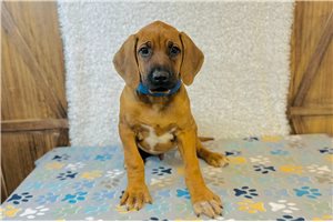Vance - Rhodesian Ridgeback for sale