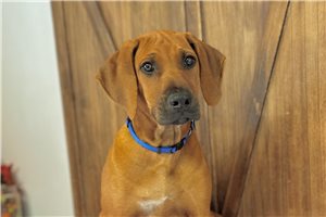 Morty - Rhodesian Ridgeback for sale