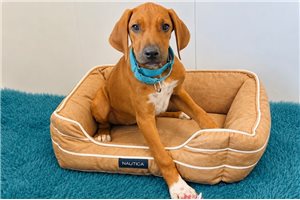 Theodora - Rhodesian Ridgeback for sale