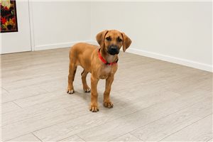 Cinderella - Rhodesian Ridgeback for sale