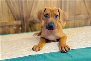 Naomi - Rhodesian Ridgeback for sale