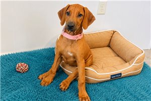 Georgia - Rhodesian Ridgeback for sale