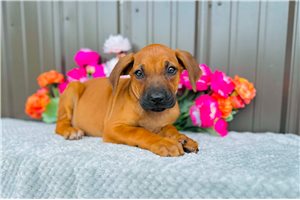 Cinderella - Rhodesian Ridgeback for sale