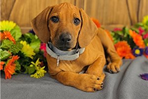 Elise - Rhodesian Ridgeback for sale
