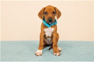 Theodora - Rhodesian Ridgeback for sale