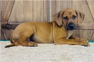 Morty - Rhodesian Ridgeback for sale