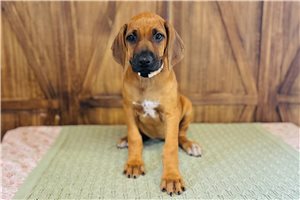 Lilly - Rhodesian Ridgeback for sale