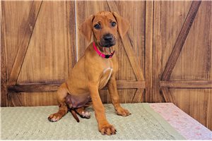 Naomi - Rhodesian Ridgeback for sale